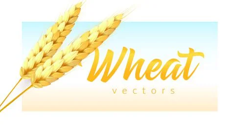 Two realistic wheat spikelets with wheat lettering on sky and field color Stock Illustration