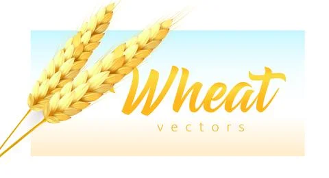 Two realistic wheat spikelets with wheat lettering on sky and field color Stock Illustration