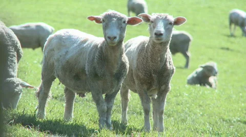 Two recently shorn sheep Stock Footage 519310