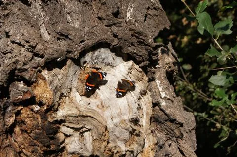 Two red admirals on an old tree trunk Stock Photos