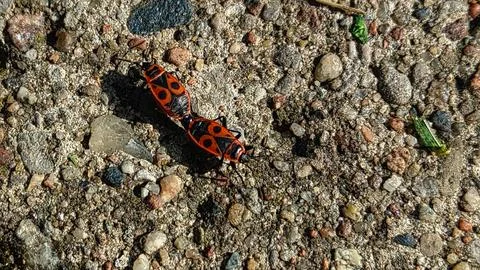 Two red and black bugs mating on a gravelly surface Fotos de archivo