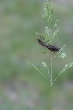 Two red and black firebugs mating on wild grass stem with soft natural gree.. Fotos de archivo