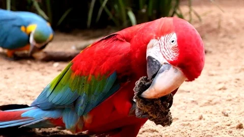 Two red and blue parrots eating in the wilderness Stock Footage 73454528
