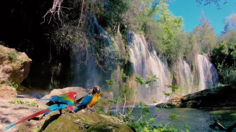 Two red and blue parrots in the beautiful forest with waterfalls Stock Footage 252011602