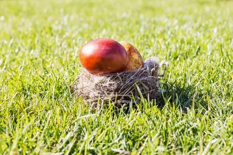 Two Red and Easter Eggs On Sunny Grass in Nest Stock Photos