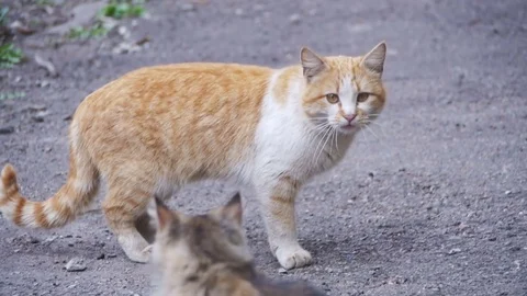 Two Red and Gray Homeless Cats on the Street in the Park. Slow Motion Stock Footage