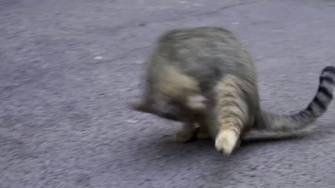 Two Red and Gray Homeless Cats on the Street in the Park. Slow Motion in 96 fps Stock Footage 76209205