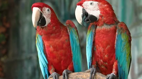 Two Red and Green Macaws Perching. Stock Footage 49765192