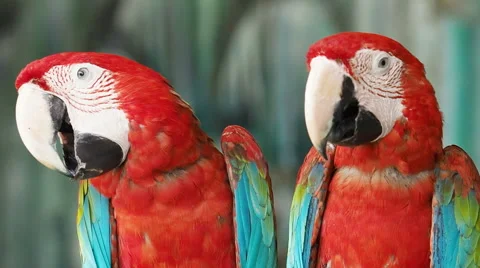 Two Red and Green Macaws Perching. Stock Footage 50029697