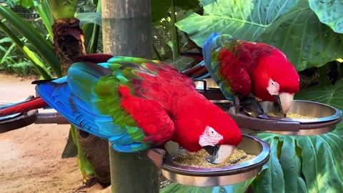 Two red and green macaws eating seeds from metal bowls in a tropical park Stock Footage 334745679