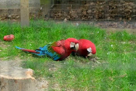 Two Red-and-Green Macaws Foraging on Grassy Ground Stock Photos