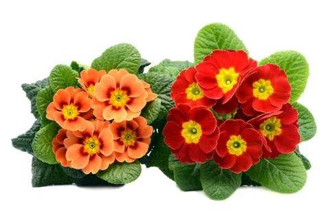 Two red and orange primula flowers from top view on white isolated background Stock Photos