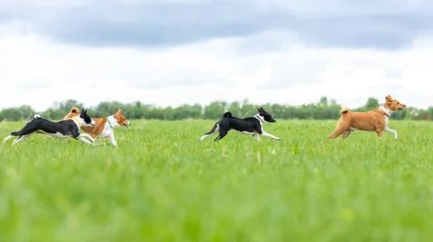 Two red and two black basenjis run across the field in tall green grass Fotos de archivo