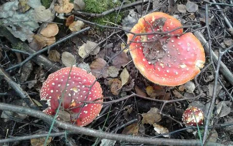 Two red-and-white fly agarics on dark fallen leaves in the forest Stock Photos