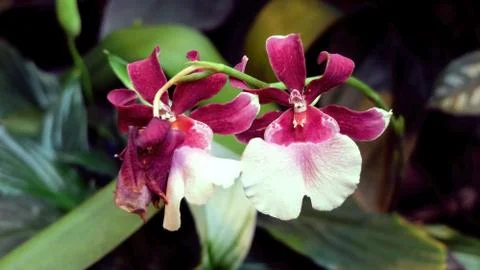 Two red and white tropical flowers Stock Photos