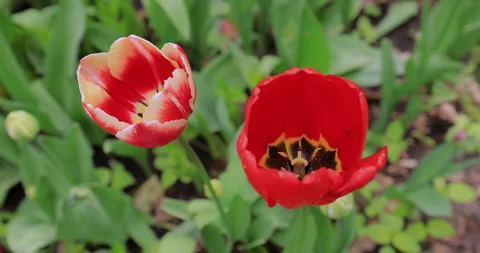 Two red and yellow flowers are in a field of green grass Vidéo 309317815