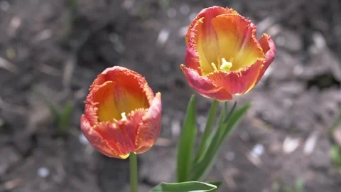 Two Red and Yellow Fringed Tulips Blooming in a Spring Flower Garden Stock Footage 339072527