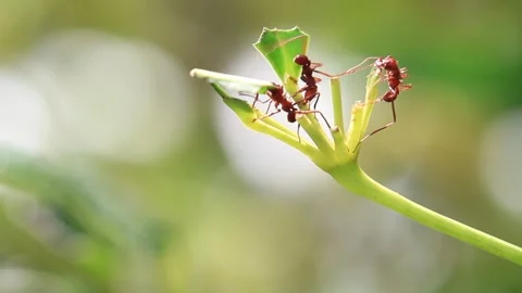 Two red ants are on a leaf, one of them is eating the other Stock Footage 271607827