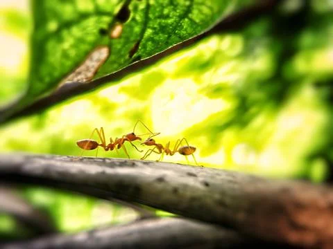 Two red ants are making out on a tree branch Stock Photos