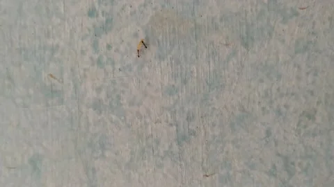 Two red ants fighting together for bite larva bug with climbing on huge wall Stockbeeldmateriaal 137855007