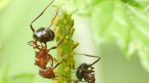 Two Red Ants milking yellow aphids Stock Footage 342280185