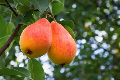 Two red appetizing ripe pears on a tree in a summer garden close-up Stock Photos