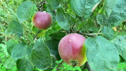 Two red apples on a branch are swaying in the wind. Vídeos de archivo 244159120