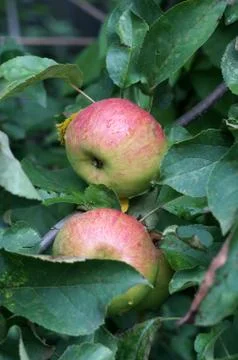 Two red apples on a branch Stock Photos