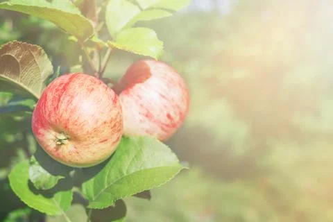Two red apples on a branch. Stock Photos
