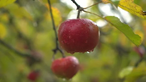 Two red apples with raindrops on branch Видео 348174513