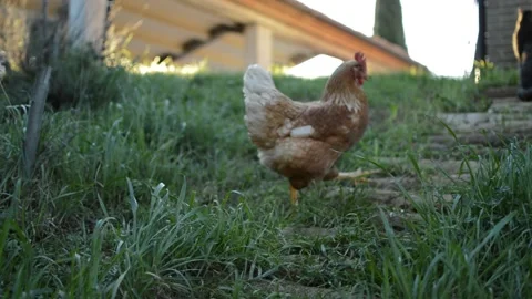 Two red backyard chicken in the farm. farm chicken hens. Video stock 229769373