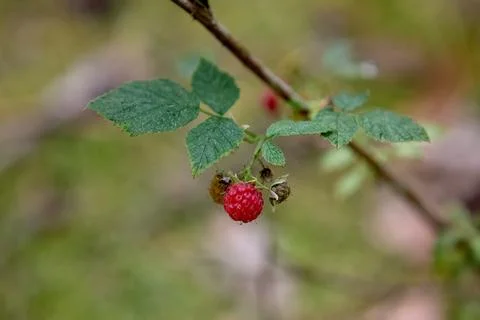 Two red berries on leafy forest branch 스톡 사진