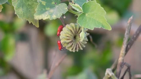 Two red Berry bugs are crawling Stock Footage 304061120