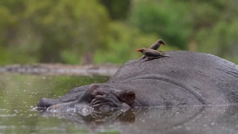 Two red-billed oxpecker picking on a hippo's back for parasites. Vidéo 334170200