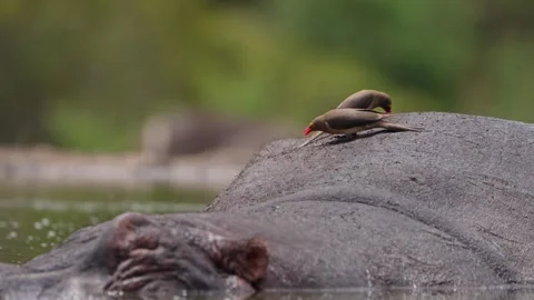 Two red-billed oxpecker picking on a hippo's back for parasites while an impala Vidéo 334170274