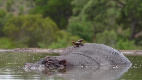 Two red-billed oxpeckers picking on a hippo's back for parasites. Vidéo 334170238
