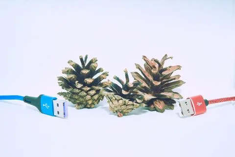 Two red blue usb connecting plugs between fir cones on a white background Stock Photos