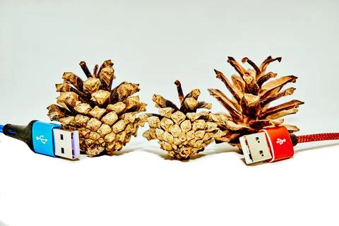Two red blue usb connecting plugs between fir cones on a white background Stock Photos