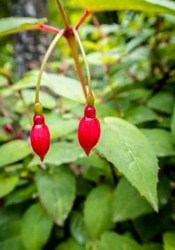 Two red buds on a green background Stock Photos