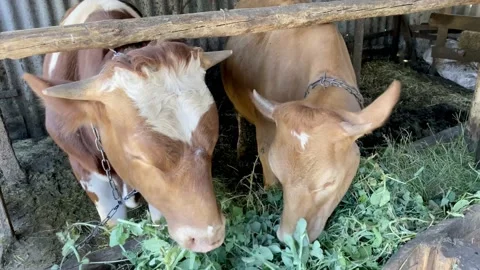 Two red calves / gobies stand behind the fence on the farm and eat fresh grass. Stock Footage