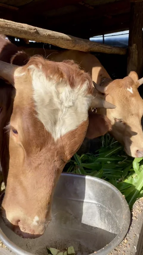 Two red calves / gobies stand behind the fence on the farm and eat fresh grass. Stock Footage 141590889