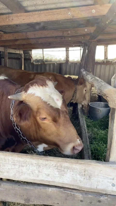 Two red calves / gobies stand behind the fence on the farm and eat fresh grass. Stock Footage 141657121