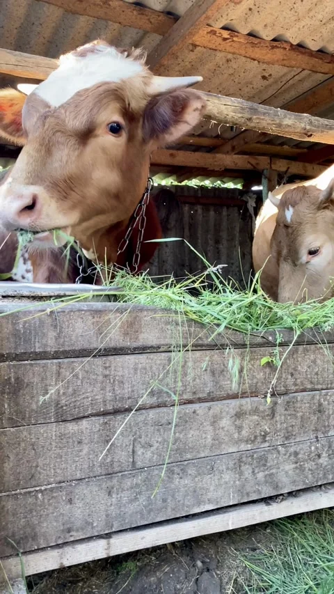 Two red calves / gobies stand behind the fence on the farm and eat fresh grass. Stock Footage 141657141
