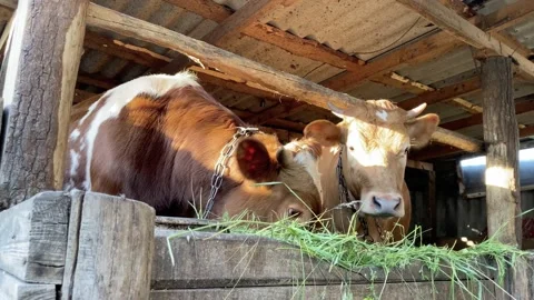 Two red calves / gobies stand behind the fence on the farm and eat fresh grass. Stock Footage 141657183