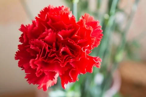 Two red carnation. Stock Photos