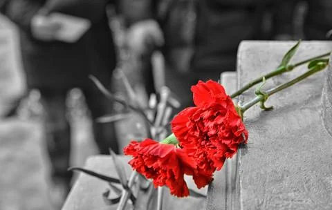 Two red carnations Stock Photos