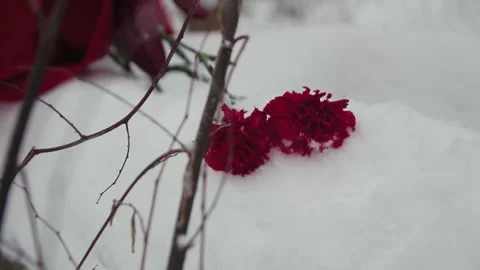 Two red carnations on a snowy Stock Footage 133893296