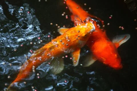 Two red carp. Stock Photos