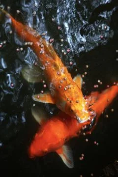 Two red carp Stock Photos