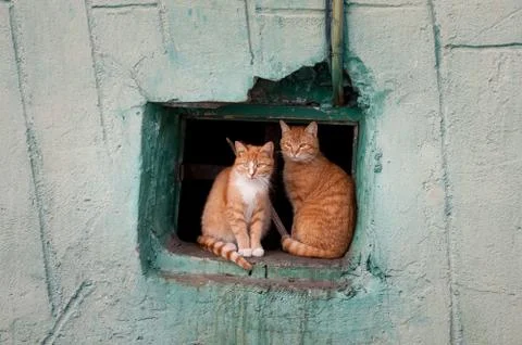 Two red cats sit in a window Stock Photos